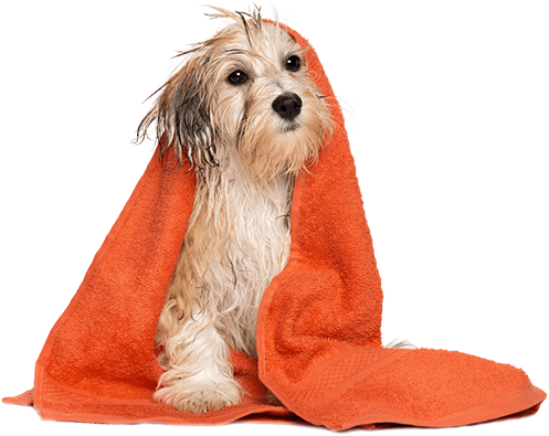 Pet Image of Pet